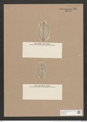 Navicula var. substauroneiformis Grun. (de-Toni-Nr.: Genus 1, Species 342) Zeichnungen Sammlung Grunow Nr. 789 (NHMW-BOT-W0367202)